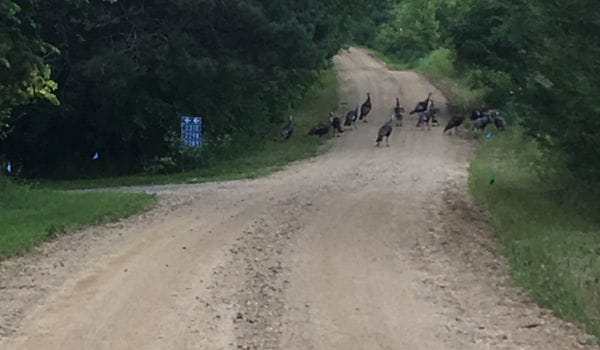 Road with turkeys
